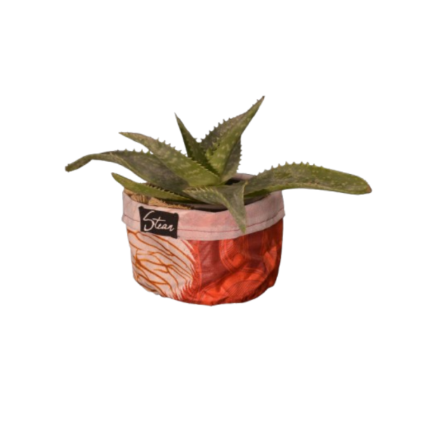 Oasis d’Aloe